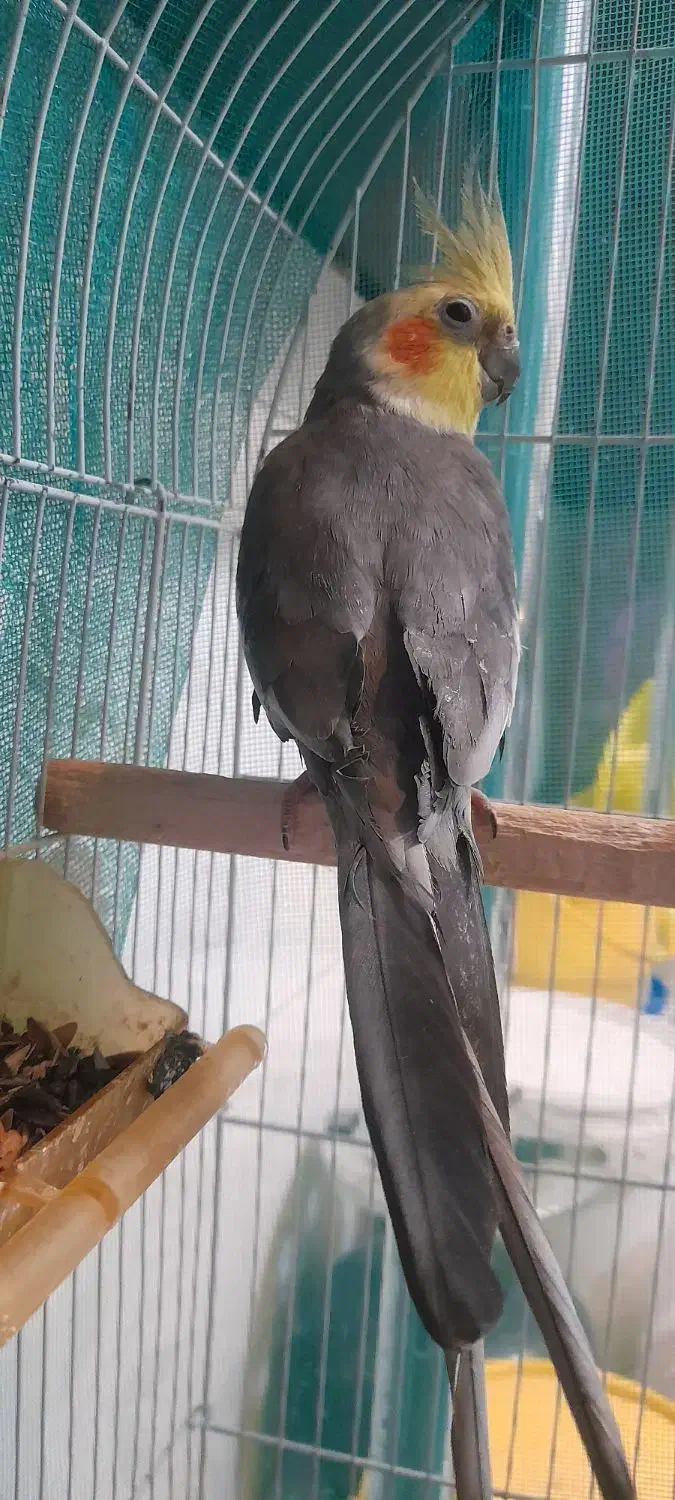 عروس هلندی|پرنده|قوچان, |دیوار