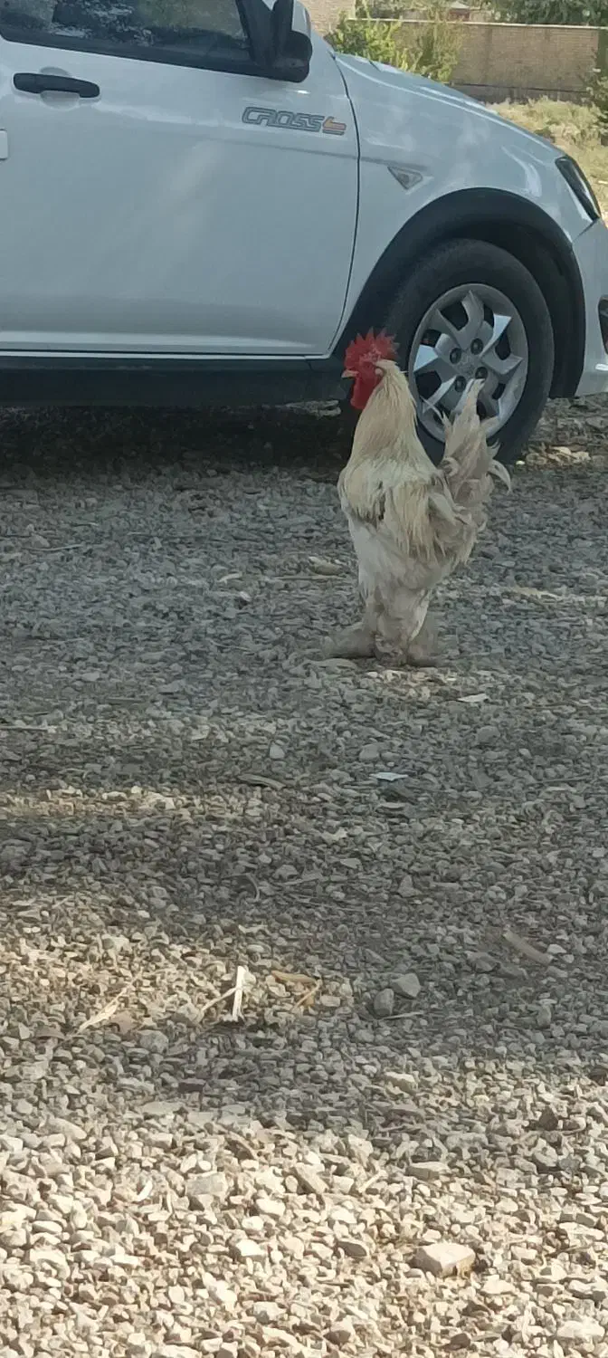 خروس دیلگونی تمیزسالم|حیوانات مزرعه|دهدشت, |دیوار