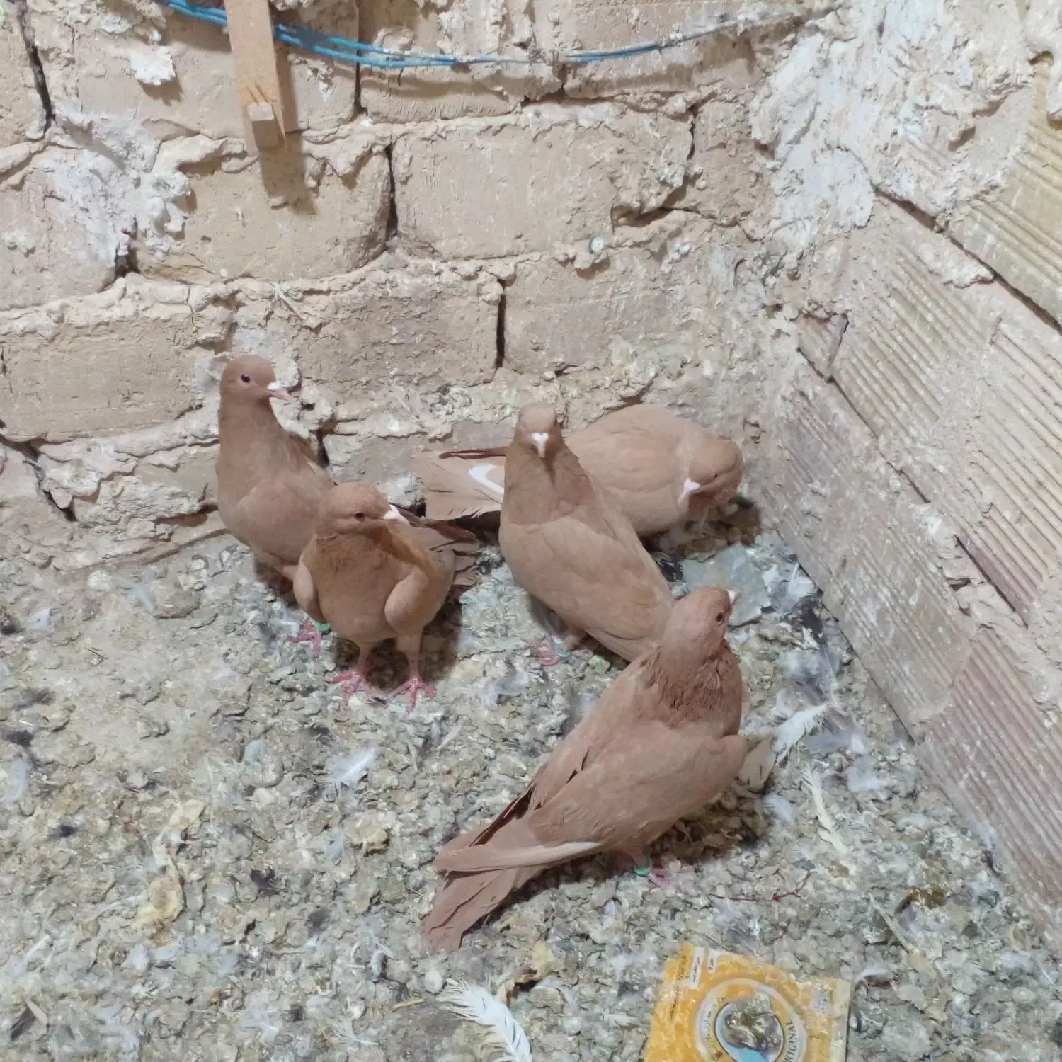 هفرنگ کاکلی|پرنده|فرح دشت, |دیوار