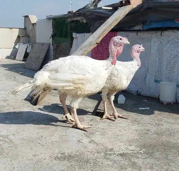 جوجه بوقلمون بیوتی 6|حیوانات مزرعه|گرگان, |دیوار