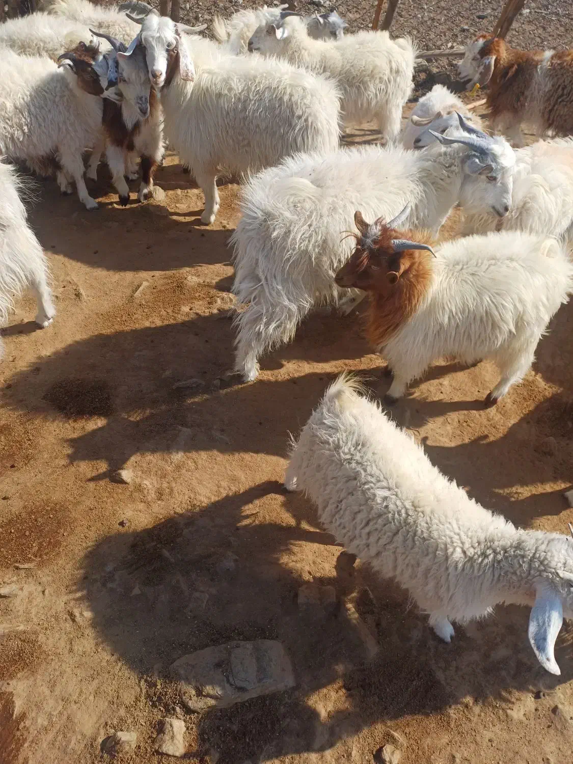 فروشی|حیوانات مزرعه|چاه مرید, |دیوار