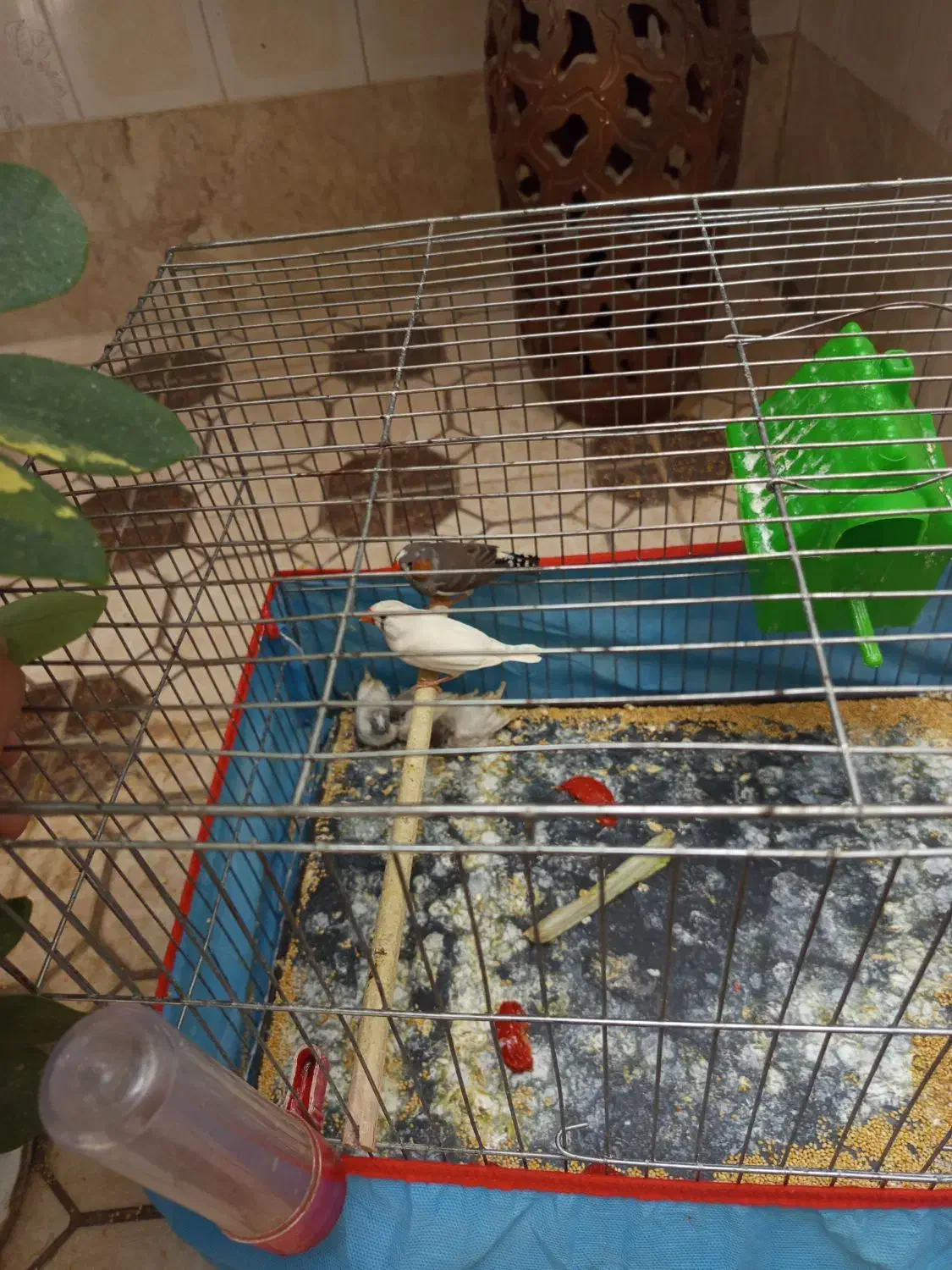 فنج 5 عدد قیمت مناسب|پرنده|شیراز, مسلم|دیوار