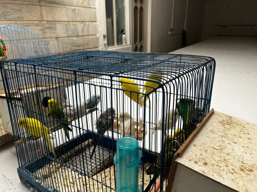 مرغ عشق|پرنده|قم, هفت تیر|دیوار