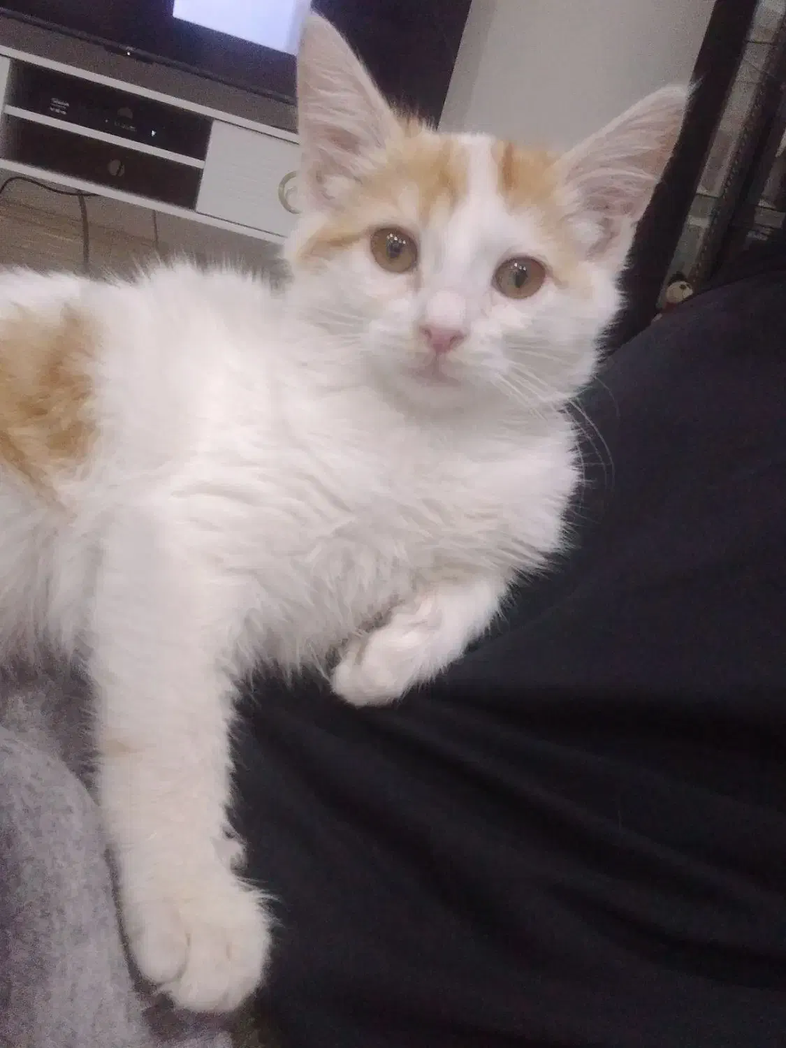 سرپرستی گوربه|گربه|اشتهارد, |دیوار