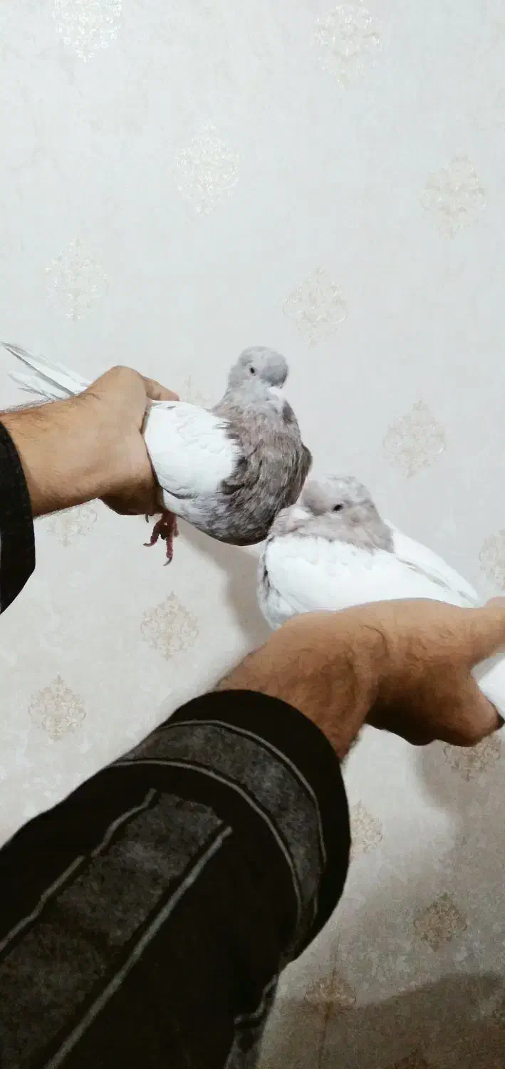 کفتر|پرنده|زرند, |دیوار