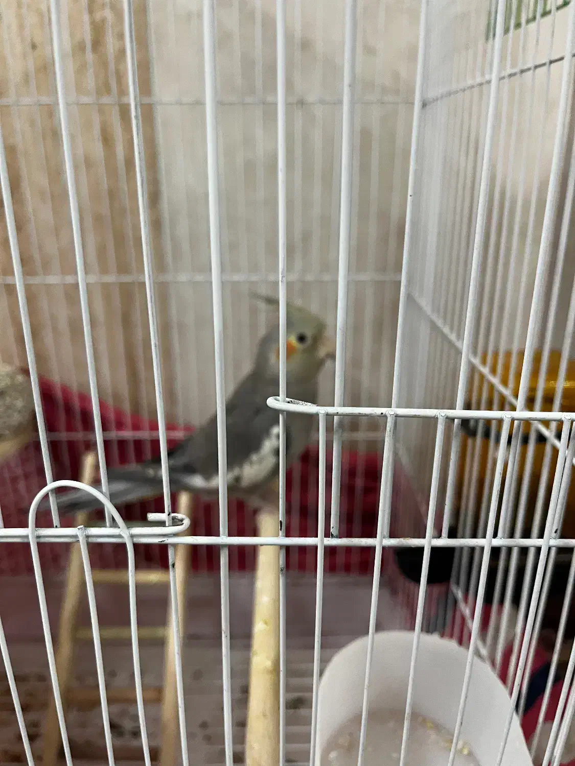 عروس سینامون|پرنده|قم, وادی السلام|دیوار