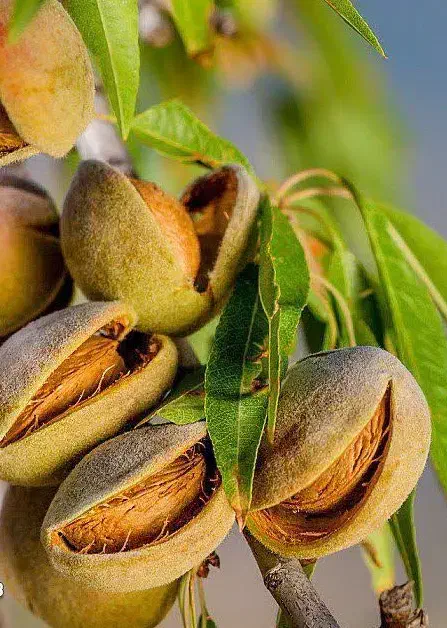 پیش فروش نهال بادام مامایی رقم سنگی|خدمات باغبانی و درختکاری|فرخ‌شهر, |دیوار