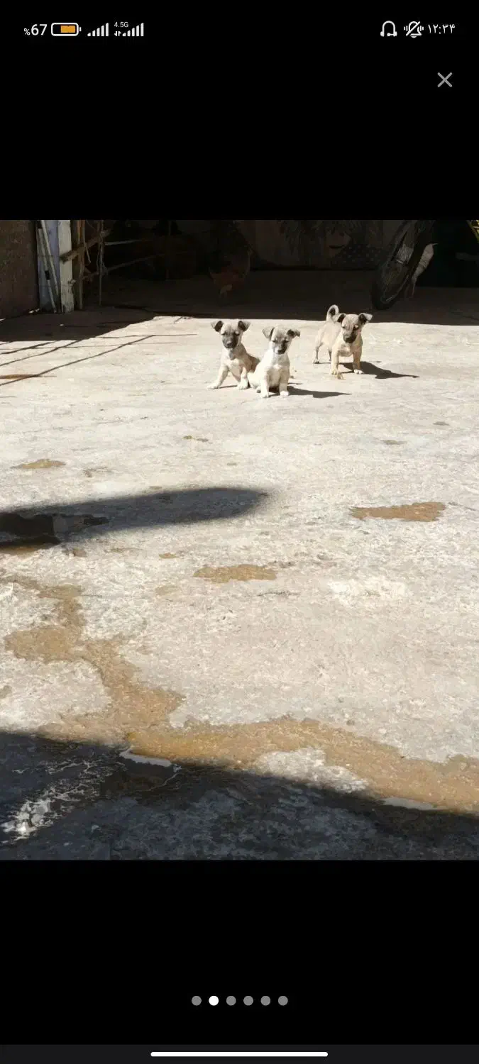 توله های پاکوتاه|سگ|کرمانشاه, |دیوار