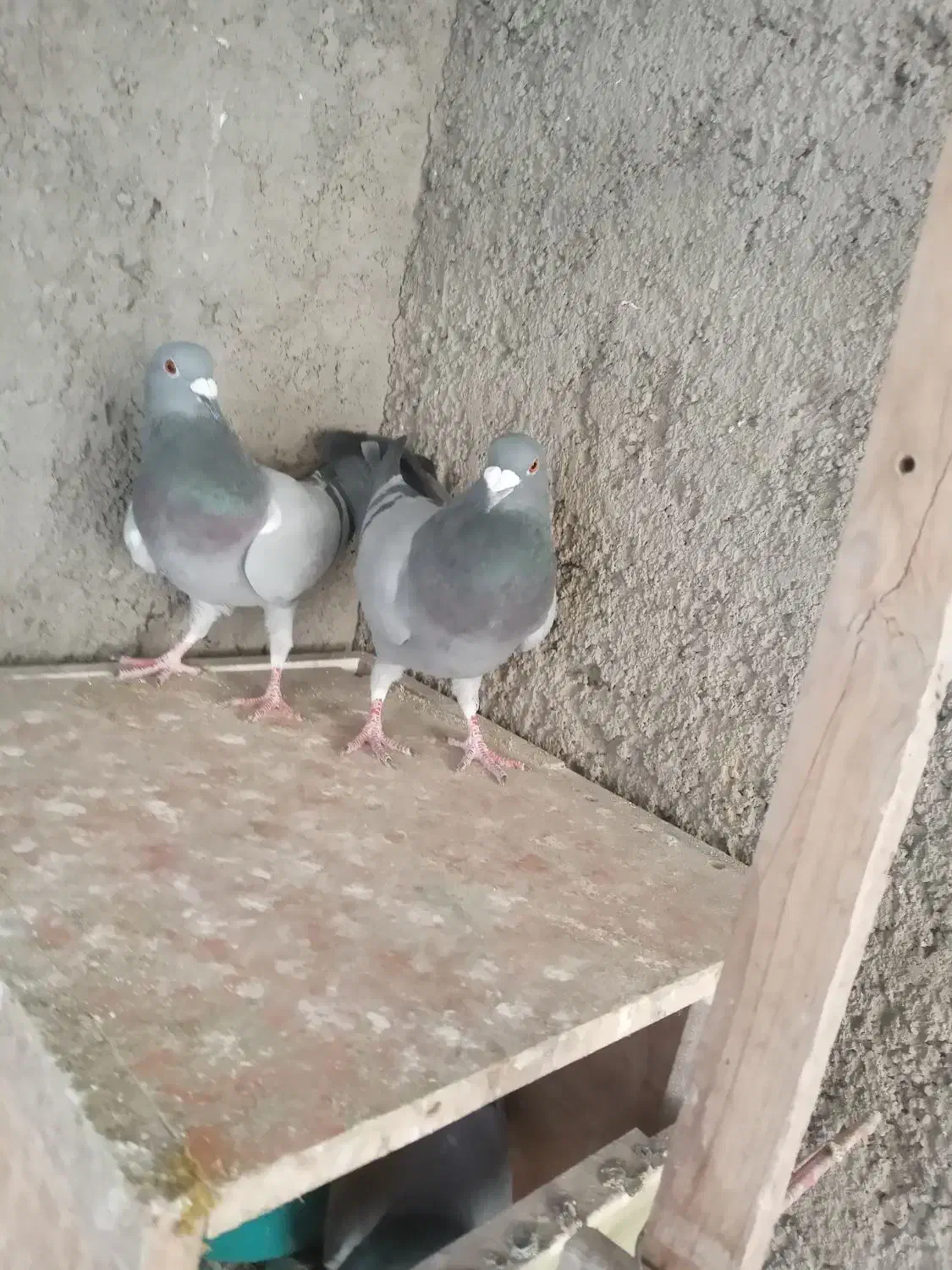 کبوترپلاکی|پرنده|تهران, جوادیه تهرانپارس|دیوار