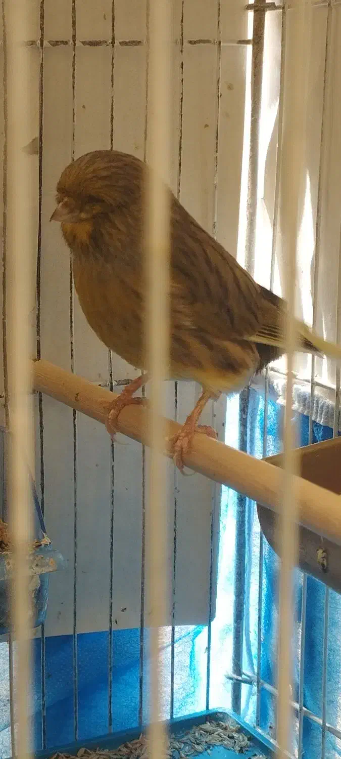 قناری نر و ماده|پرنده|اصفهان, جلالیه|دیوار