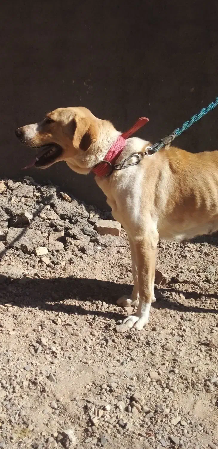 ماده سگ|سگ|سلفچگان, |دیوار