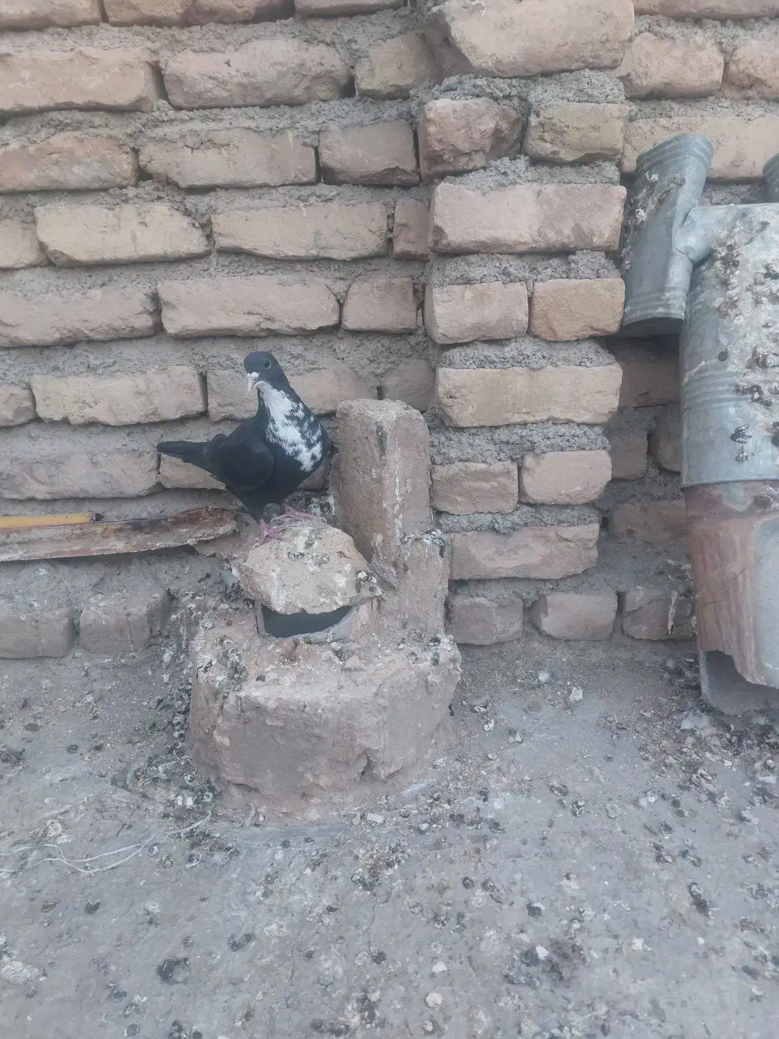 کرباتی سیاه نر هوایی|پرنده|تربت‌حیدریه, حاجی یار‎|دیوار