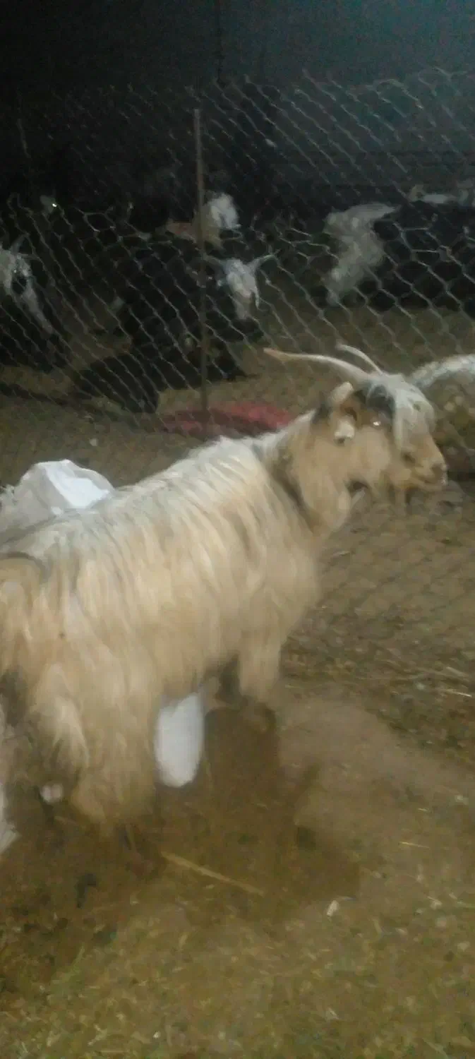 بز چاق|حیوانات مزرعه|دزفول, |دیوار