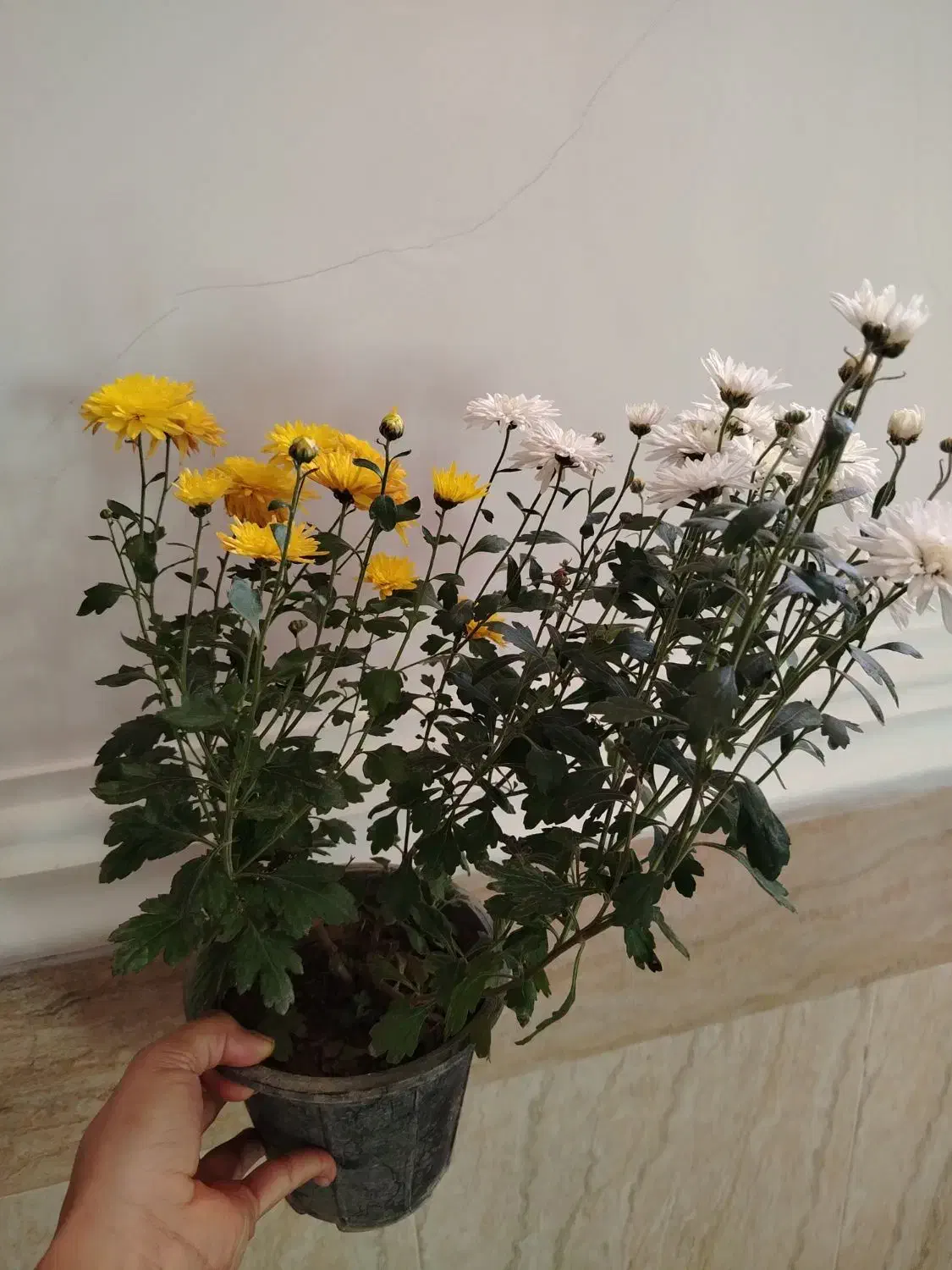 فروش گلهای آپارتمانی|گل و گیاه طبیعی|ایرانشهر, |دیوار