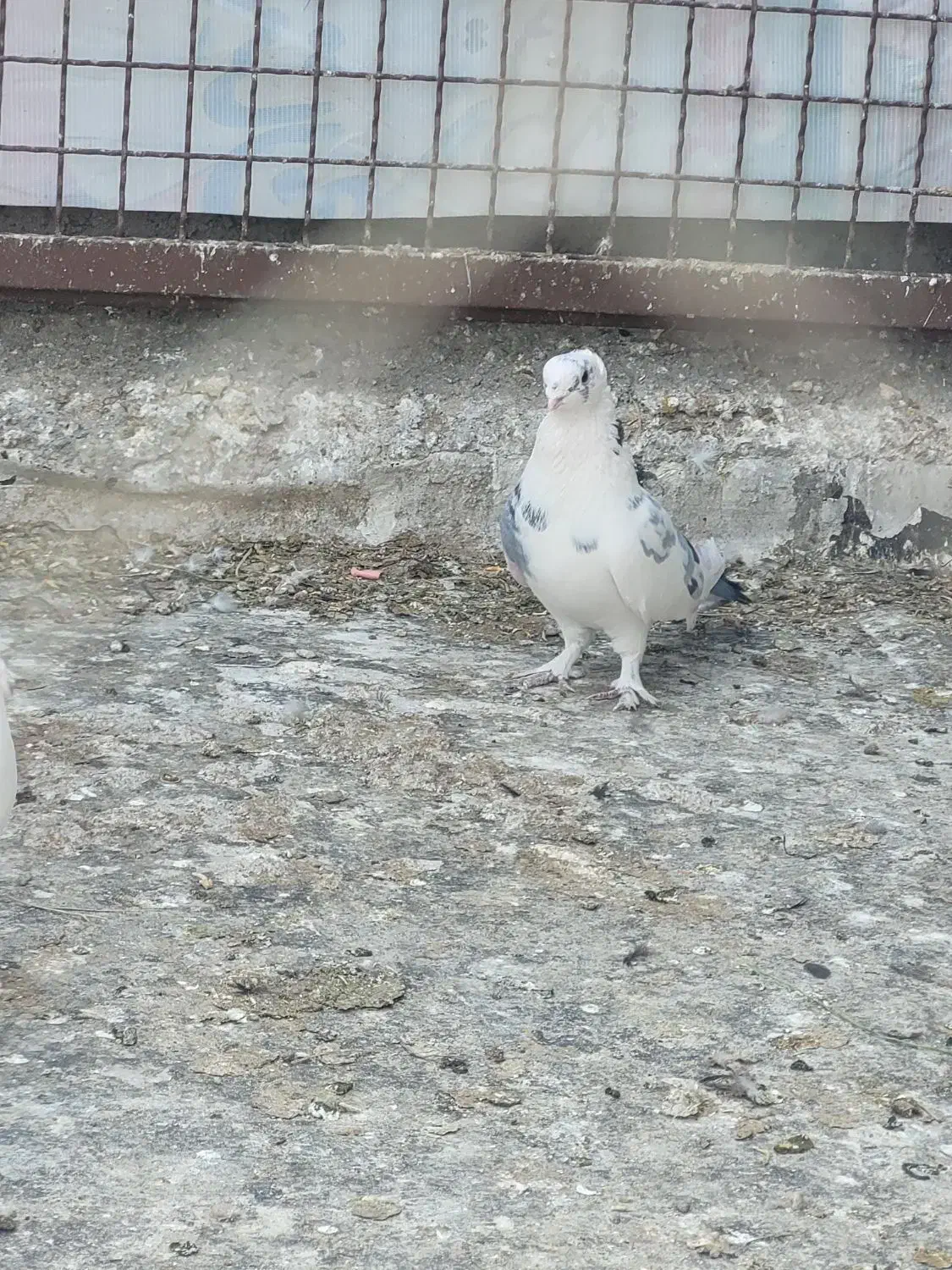 بلژیکی نر|پرنده|قم, شهر قائم|دیوار