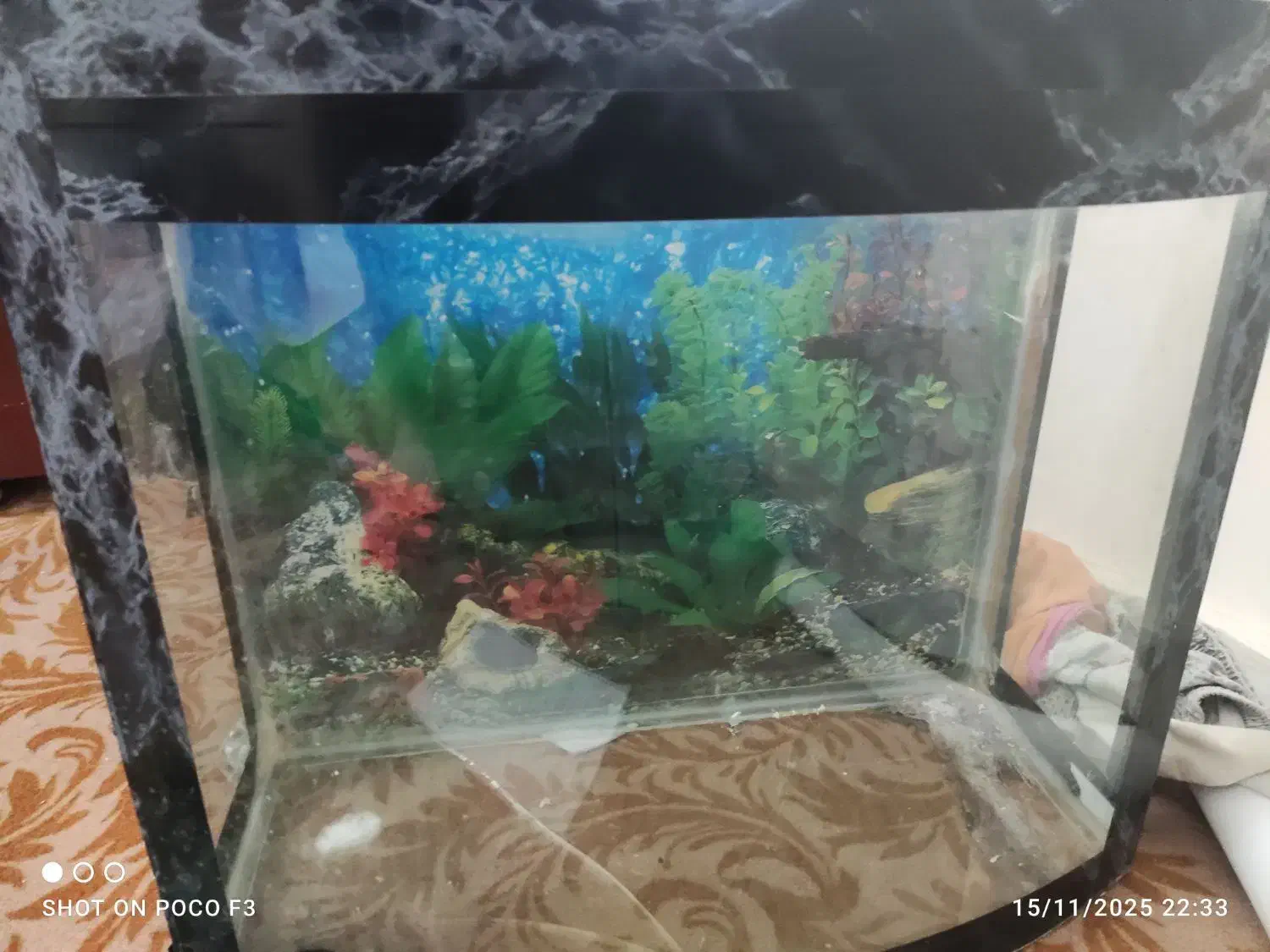 اکواریوم|ماهی|خوی, |دیوار