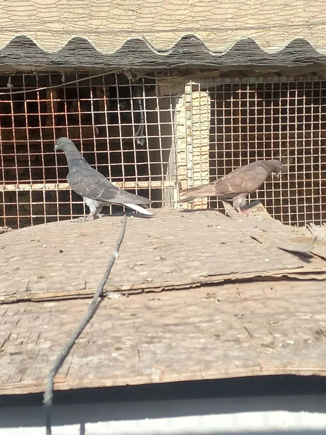 جوجه دهاتی پرشی|پرنده|کهریزک, |دیوار