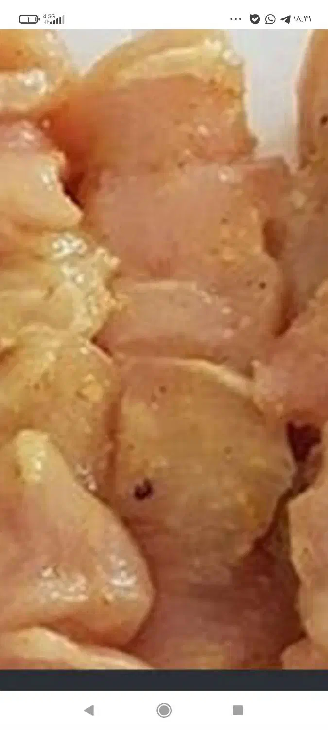 مرغ بدون استخوان و گوشت برای سگ و گربه|لوازم جانبی حیوانات|ری, علایین|دیوار