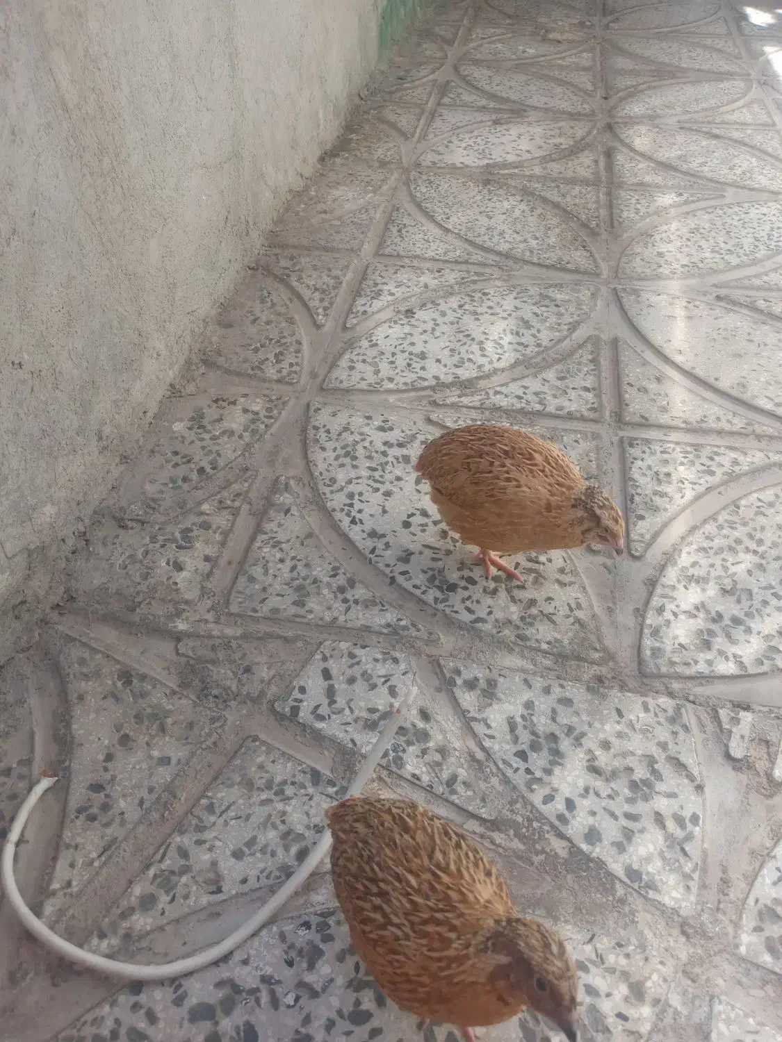 بلدرچین سالم|حیوانات مزرعه|گیلان غرب, |دیوار