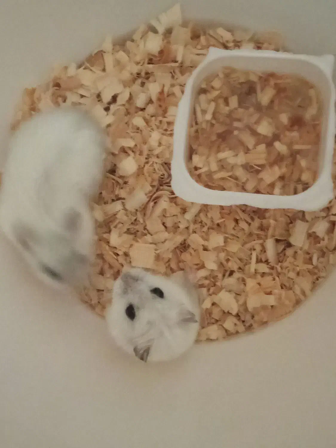 همستر های کوچولوی خانگی|موش و خرگوش|اسلام‌شهر, شهرک قائمیه|دیوار