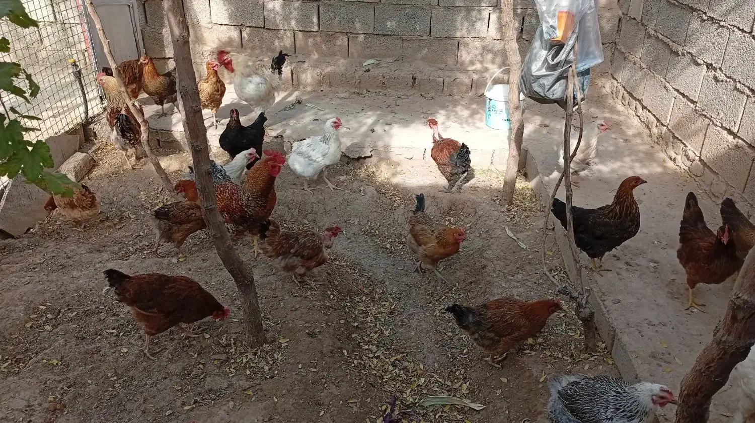 مرغ خانگی|حیوانات مزرعه|مشهد, مقصود آباد|دیوار
