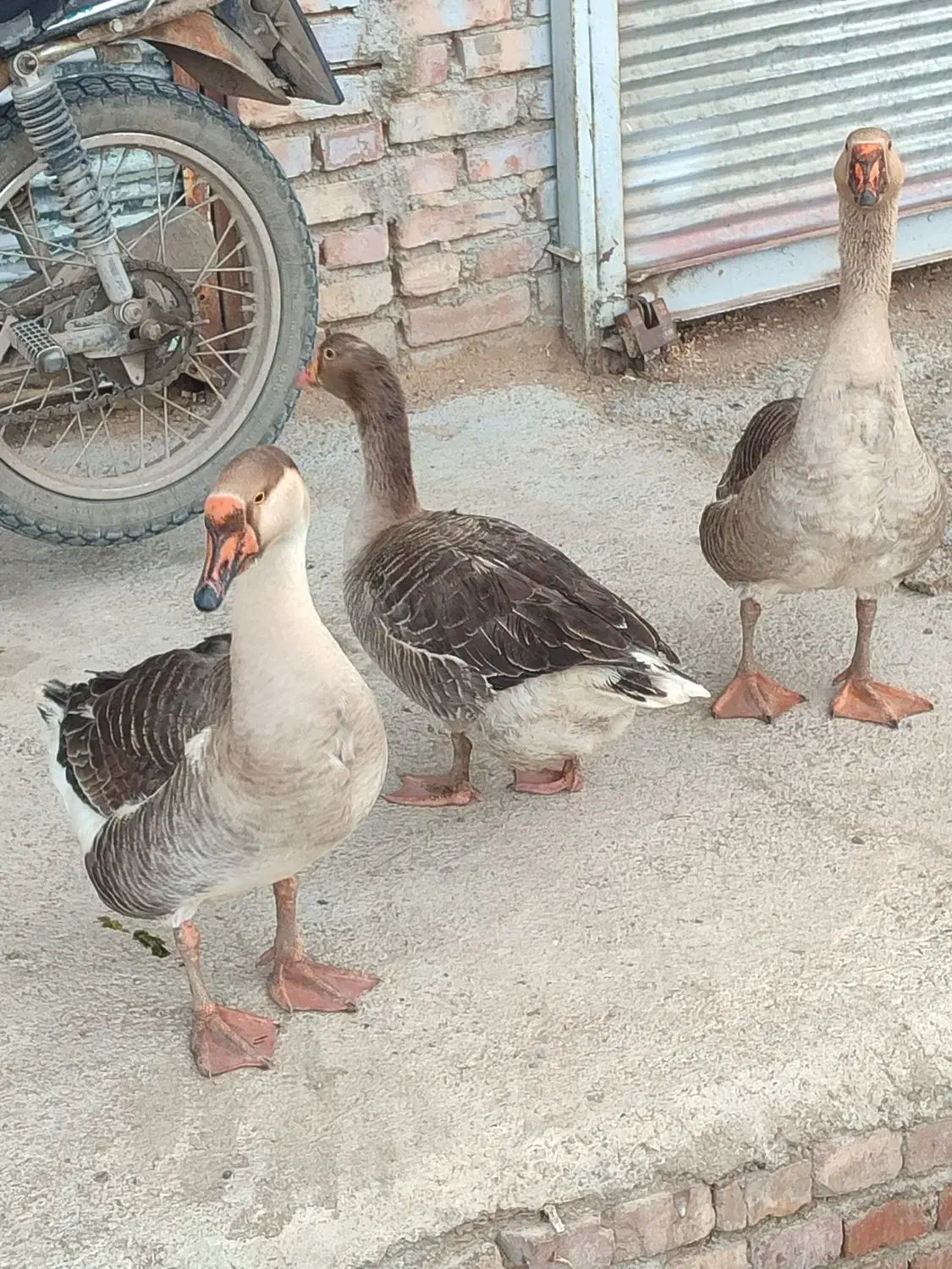 غاز|حیوانات مزرعه|مرند, |دیوار