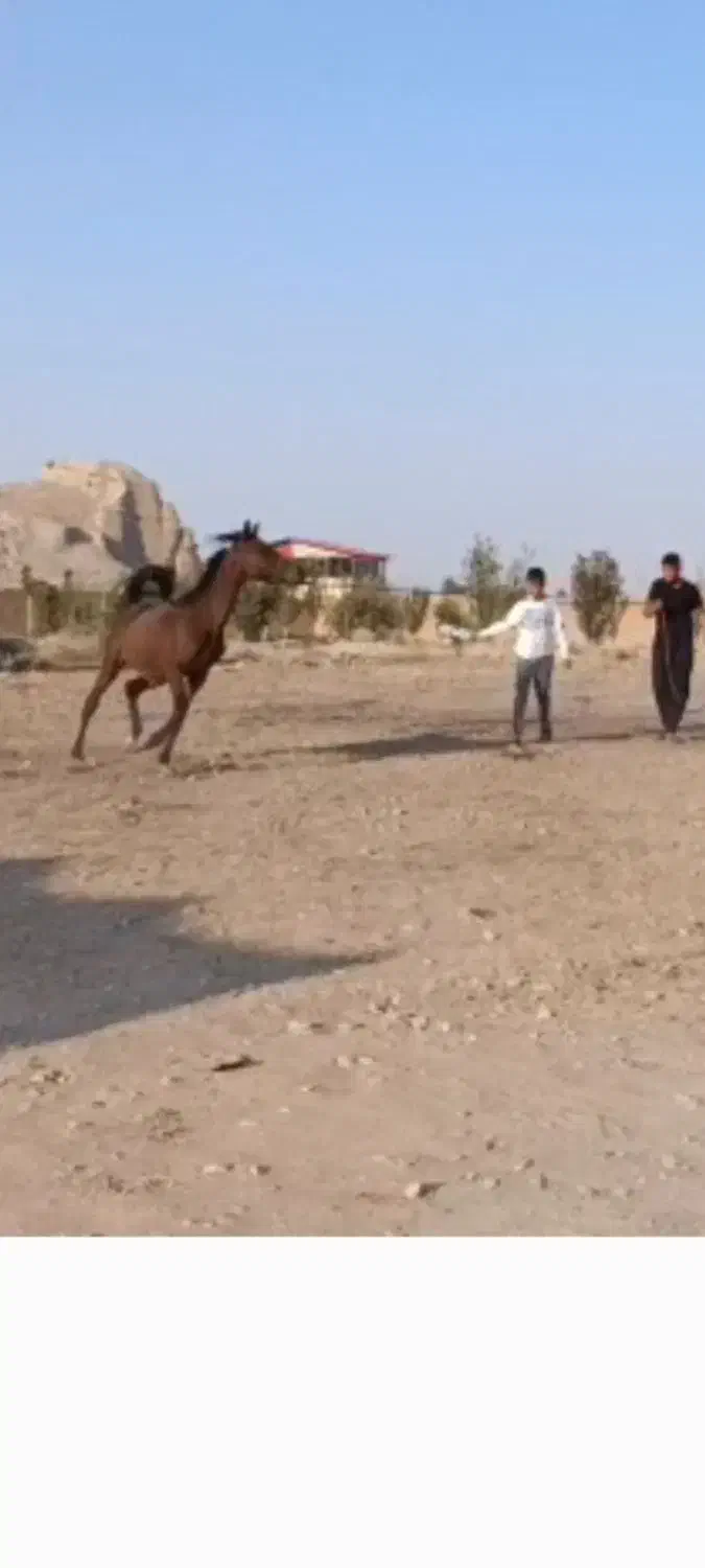 کامران کره از کیسان سیاه|اسب و تجهیزات اسبسواری|مرودشت, ژیان|دیوار