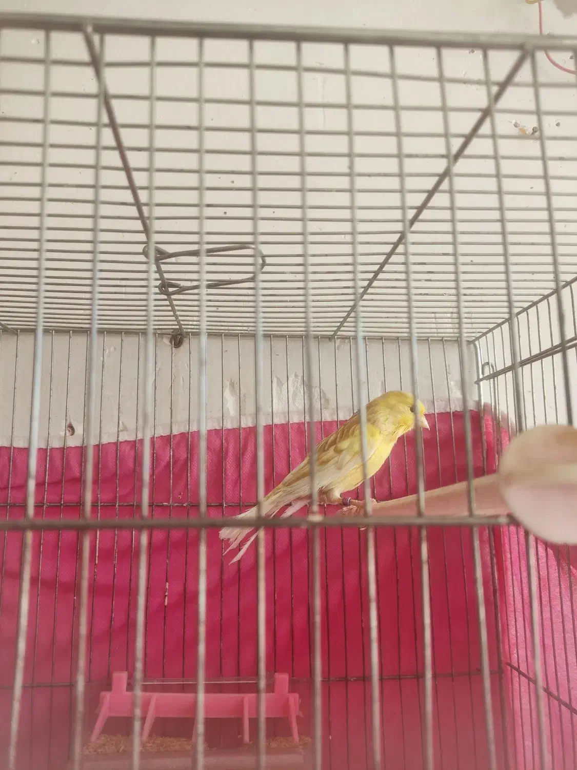 قناری|پرنده|آباده, |دیوار