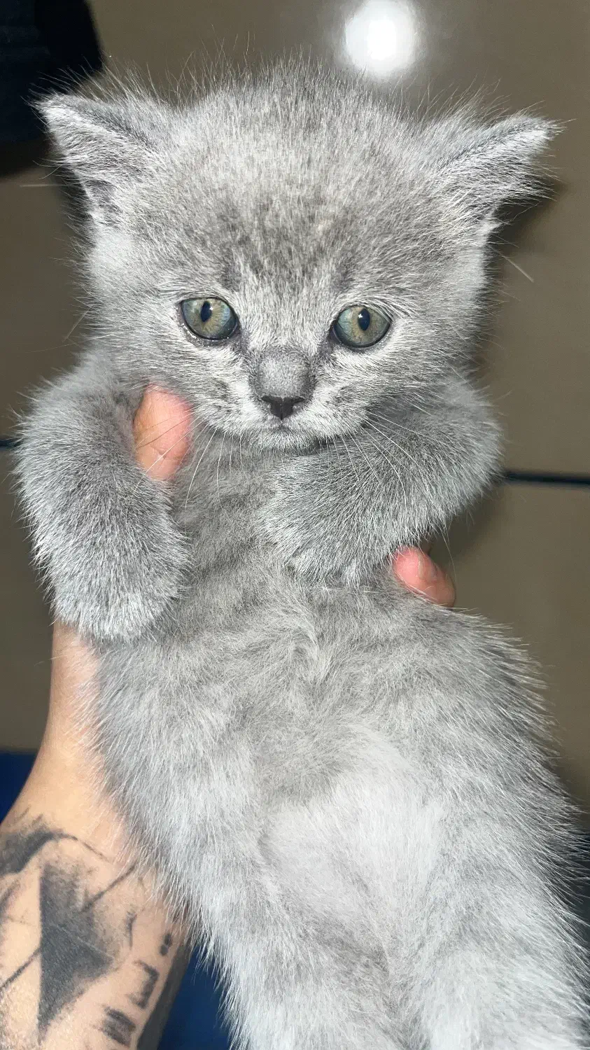 گربه اصیل اسکاتیش فولد بریتیش بلو|گربه|شیراز, جانبازان|دیوار