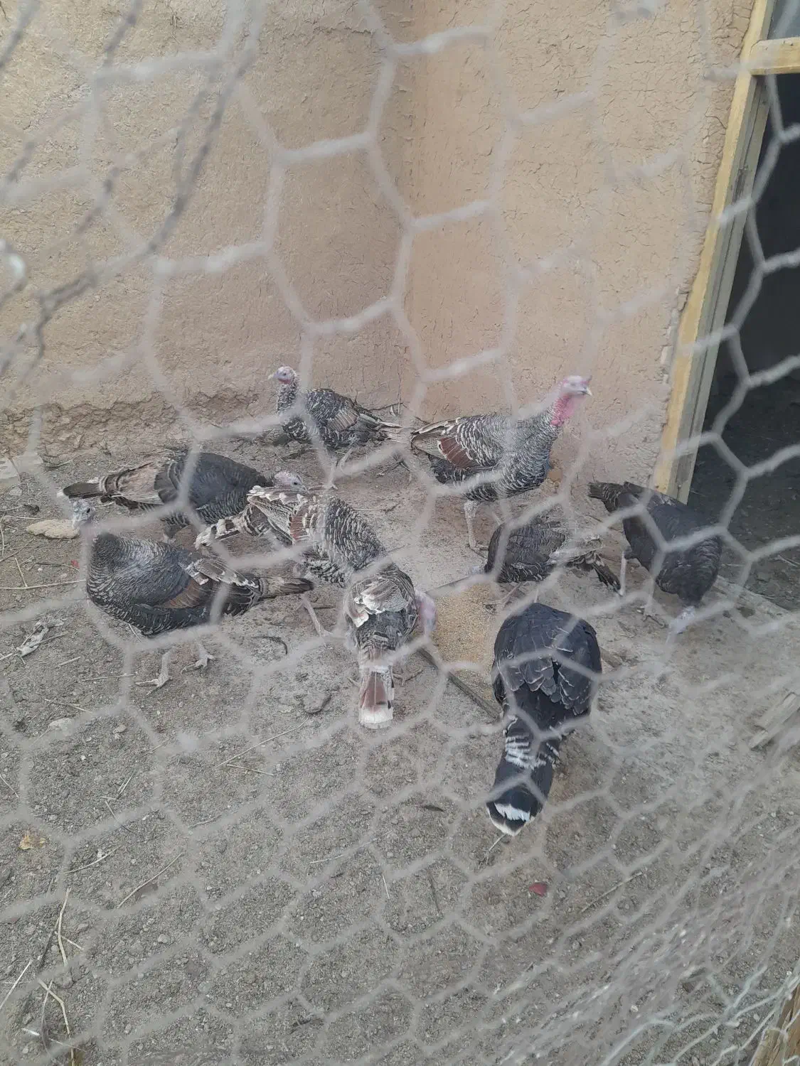 بوقلمون لری|حیوانات مزرعه|شهرضا, |دیوار