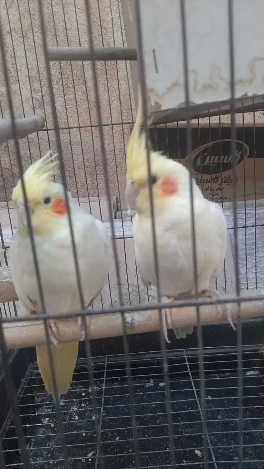 سلام یه جفت طوطی عروس با قفس بخاطر کمبود جا|پرنده|اقبالیه, |دیوار