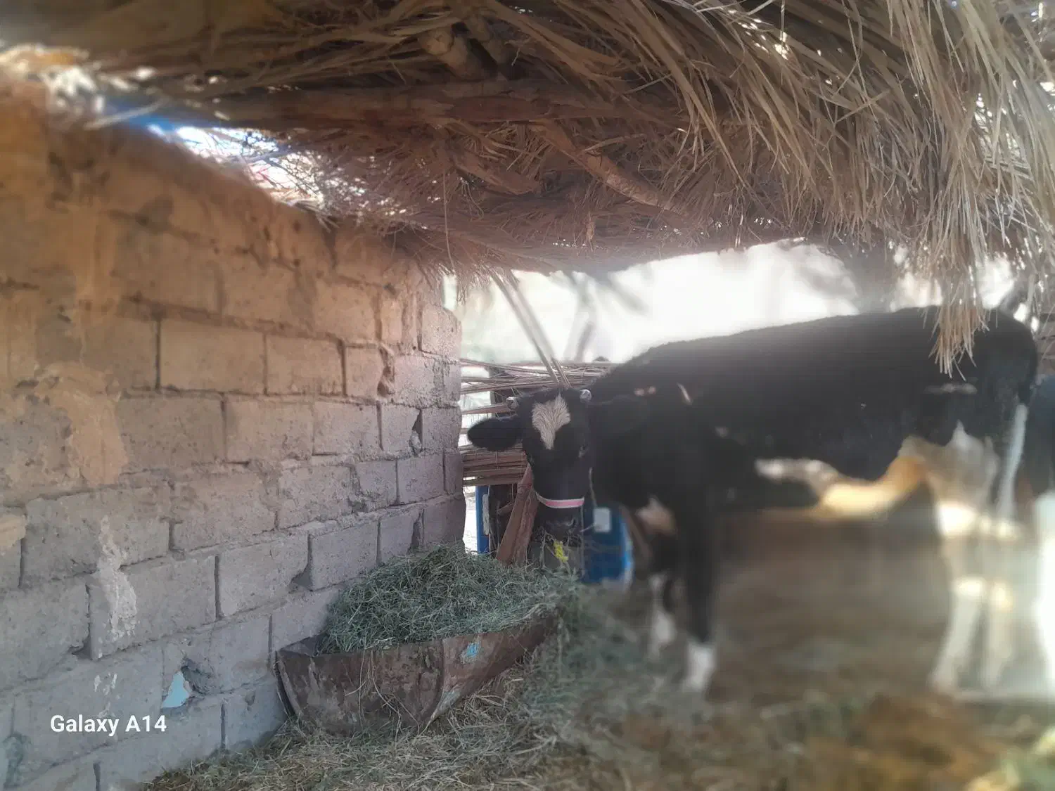 گستر هلشتان وگوساله چرسه|حیوانات مزرعه|فهرج, |دیوار