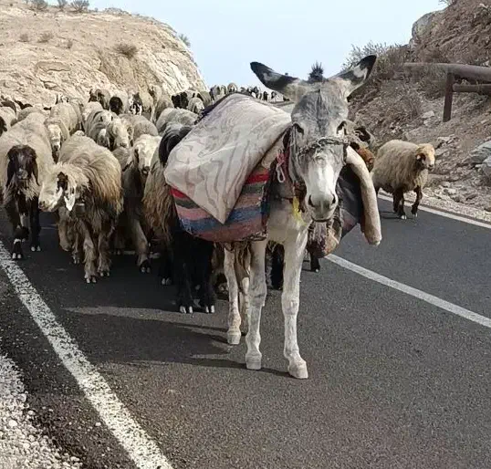 خر  ماده|حیوانات مزرعه|مسجد سلیمان, |دیوار