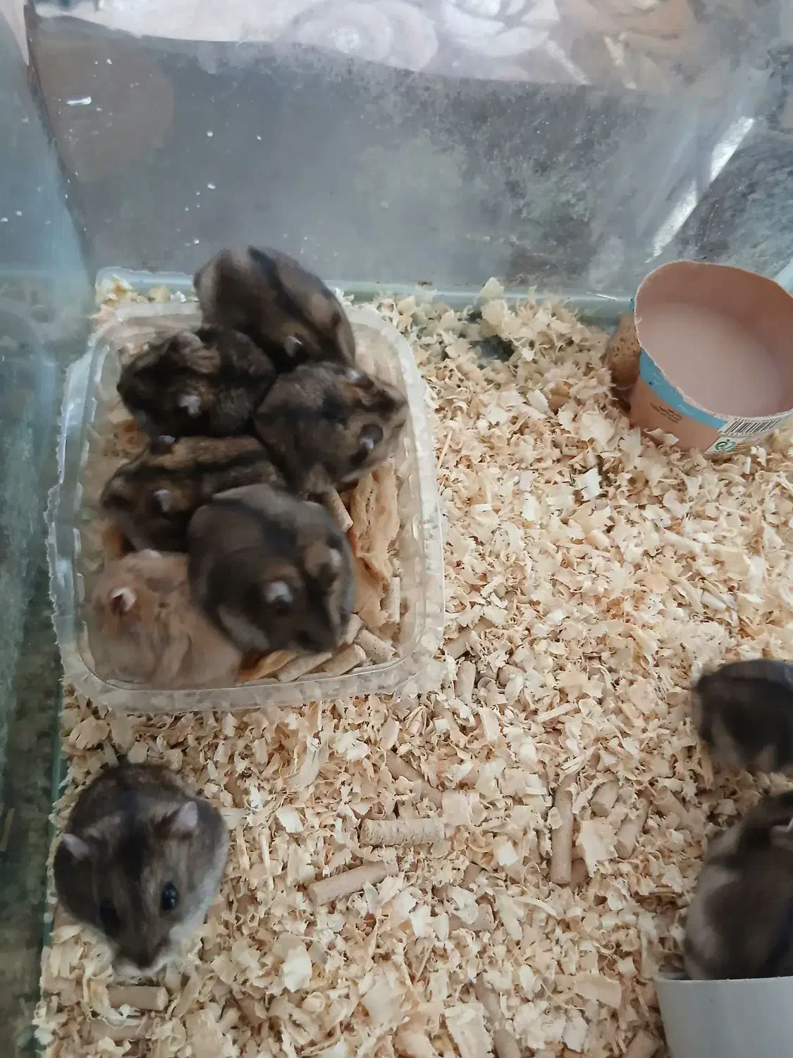 همستر کوتوله کمپل|موش و خرگوش|شیراز, فرهنگ شهر|دیوار