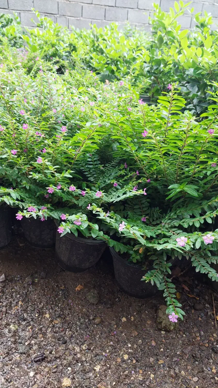 مرجان گل اناری سطل ۴|گل و گیاه طبیعی|چابکسر, |دیوار