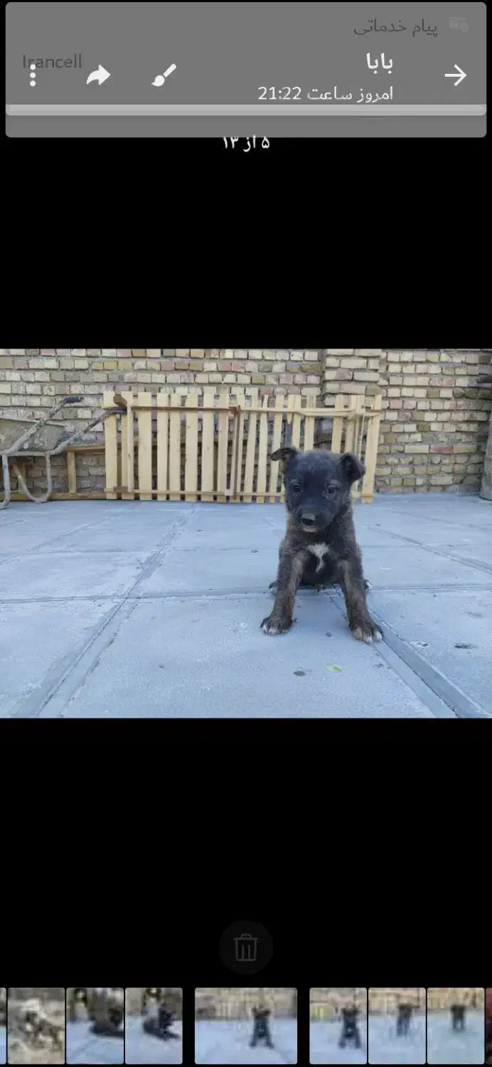 ۴توله سگ ژرمن شپرد به فروش میرسد|سگ|تربت‌حیدریه, میدان مرکزی|دیوار