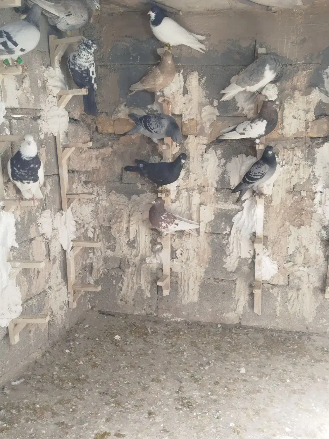 کبوتر|پرنده|همایجان, |دیوار