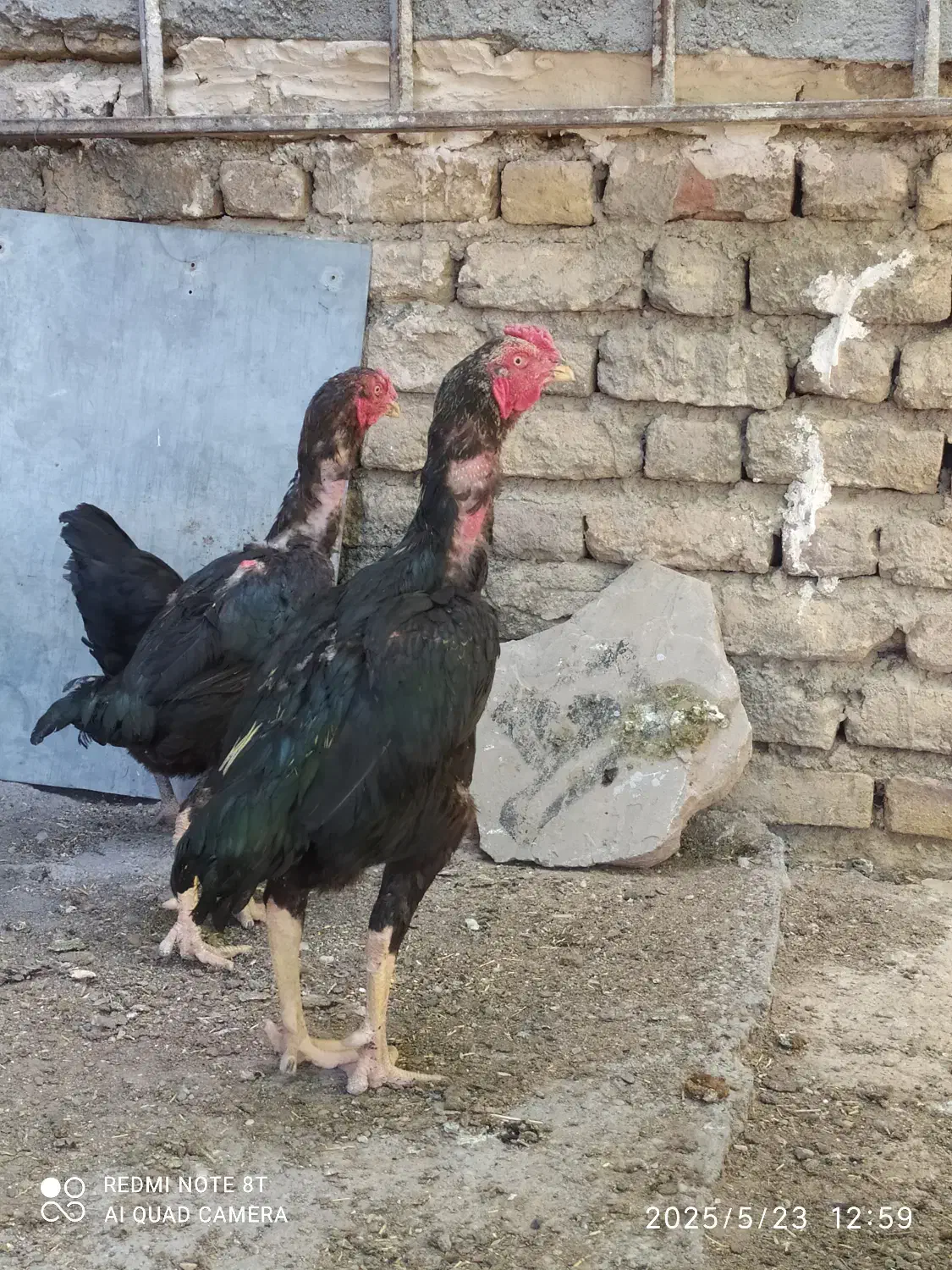 مرغ و خروس لاری|حیوانات مزرعه|افشار, |دیوار