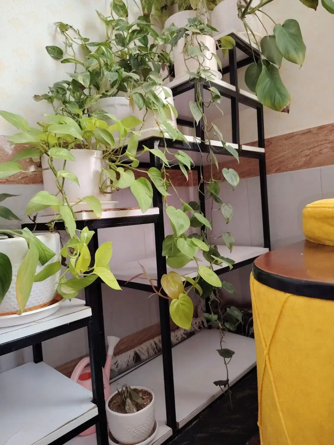 استند و گل|گل و گیاه طبیعی|بیرجند, |دیوار