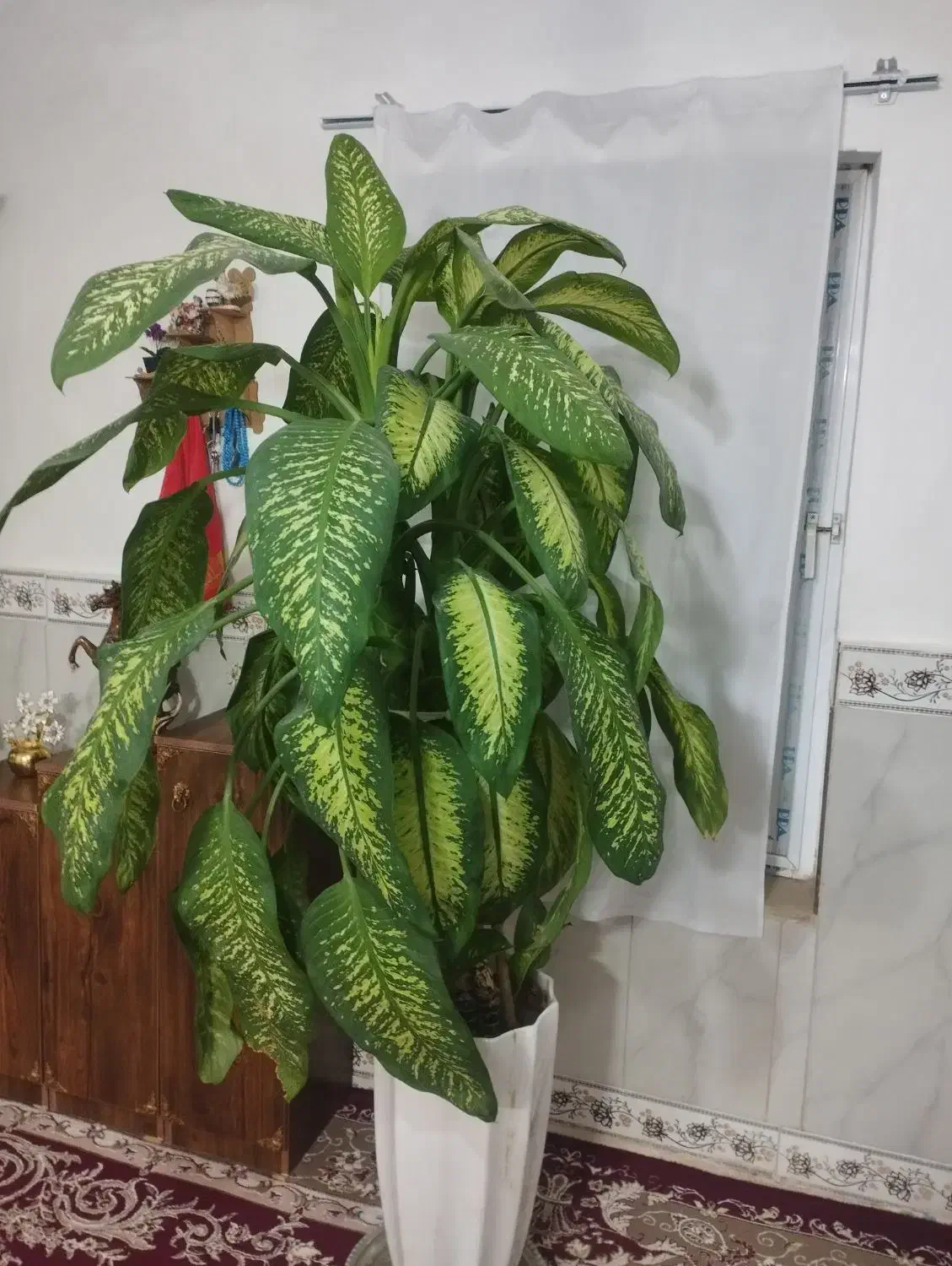 گل دیفن باخیا با گلدان|گل و گیاه طبیعی|سنقر, |دیوار