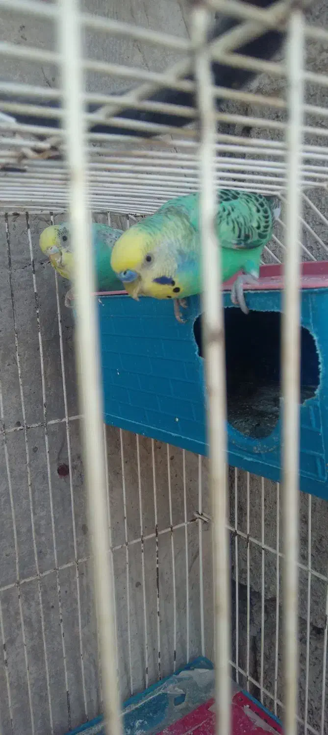 مرغ عشق|پرنده|جیرفت, |دیوار