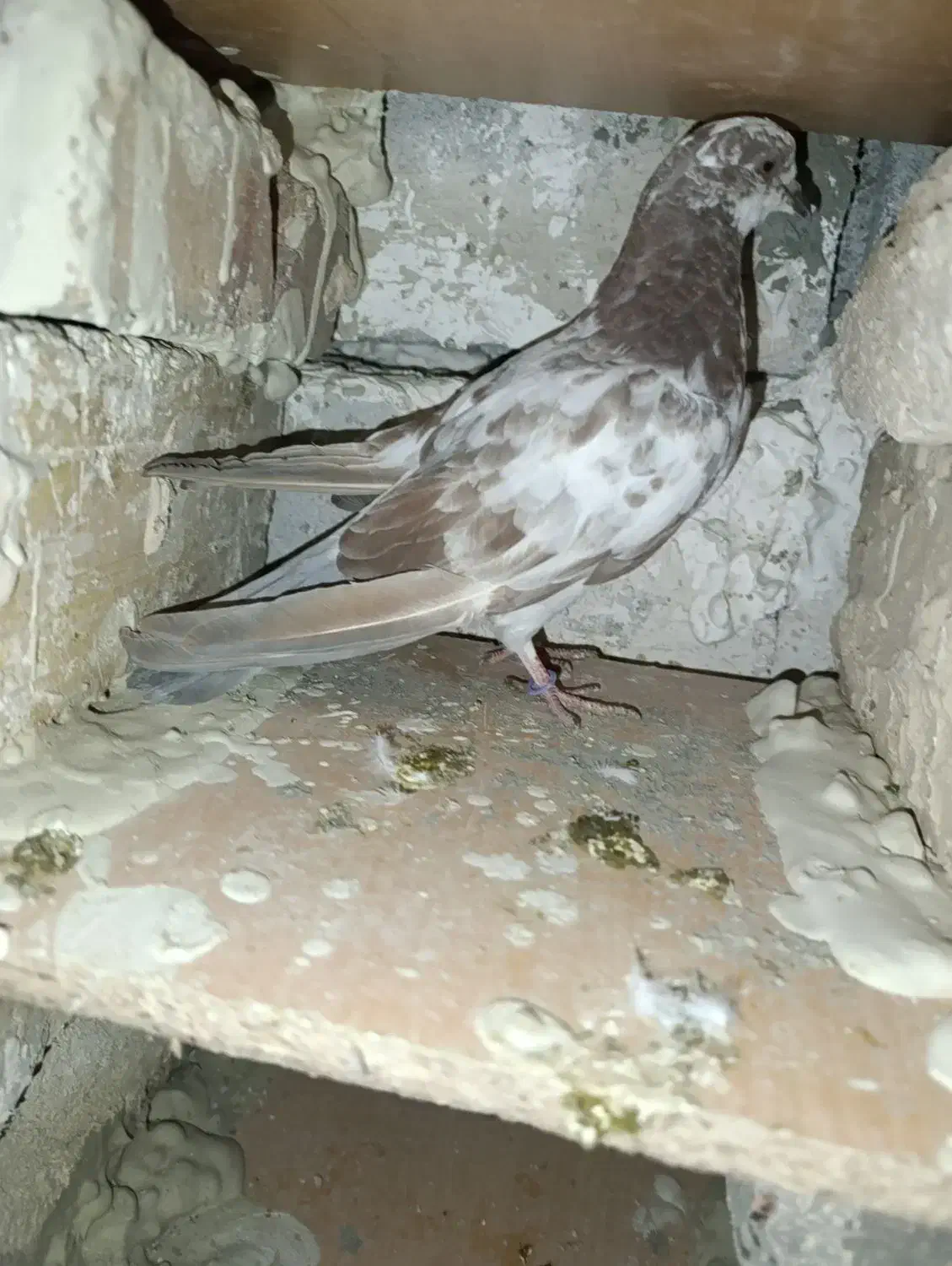 دوتا کبوتر هستیم|پرنده|اشنویه, |دیوار