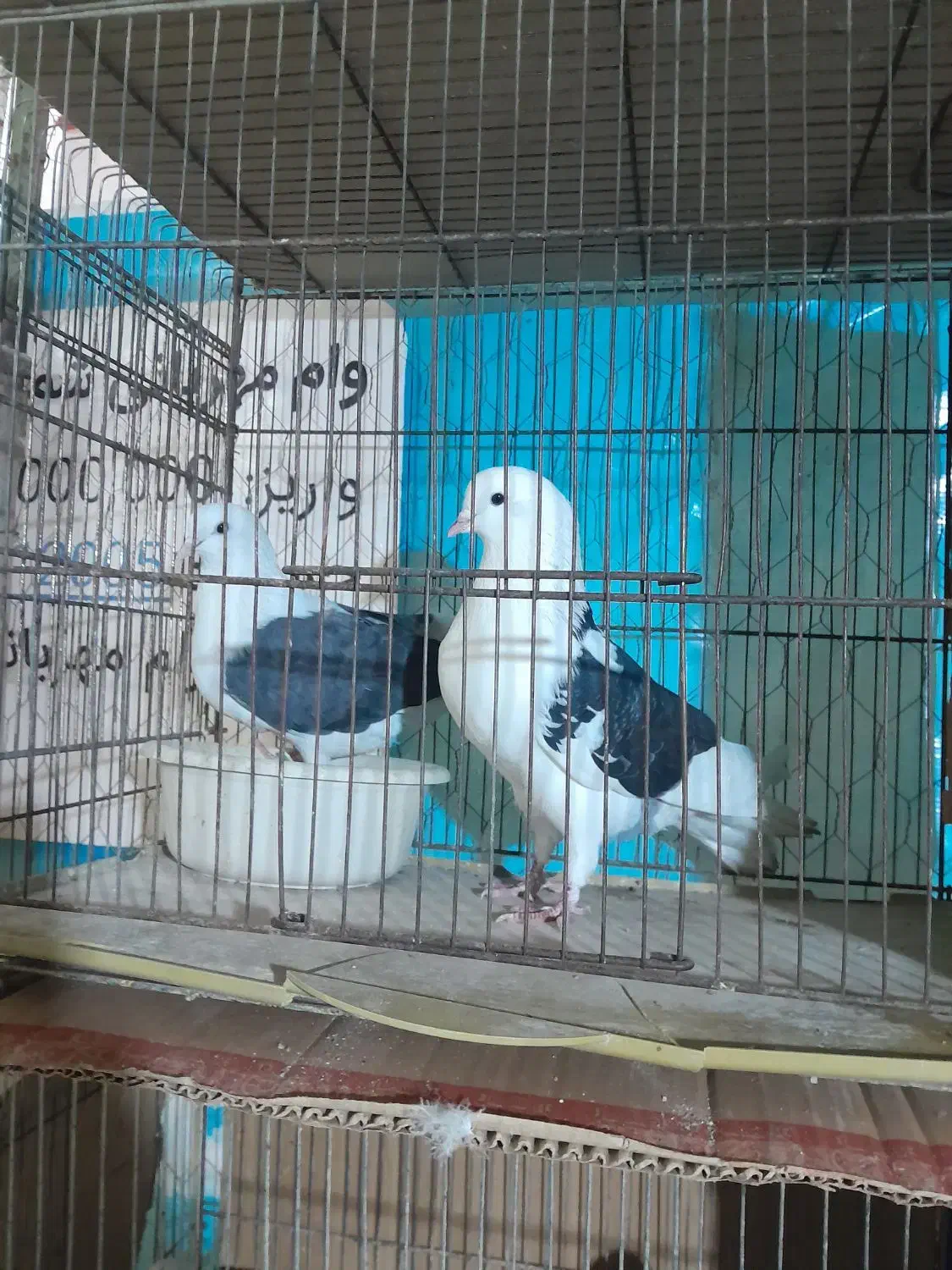 کبوترپرشی|پرنده|سرخنکلاته, |دیوار