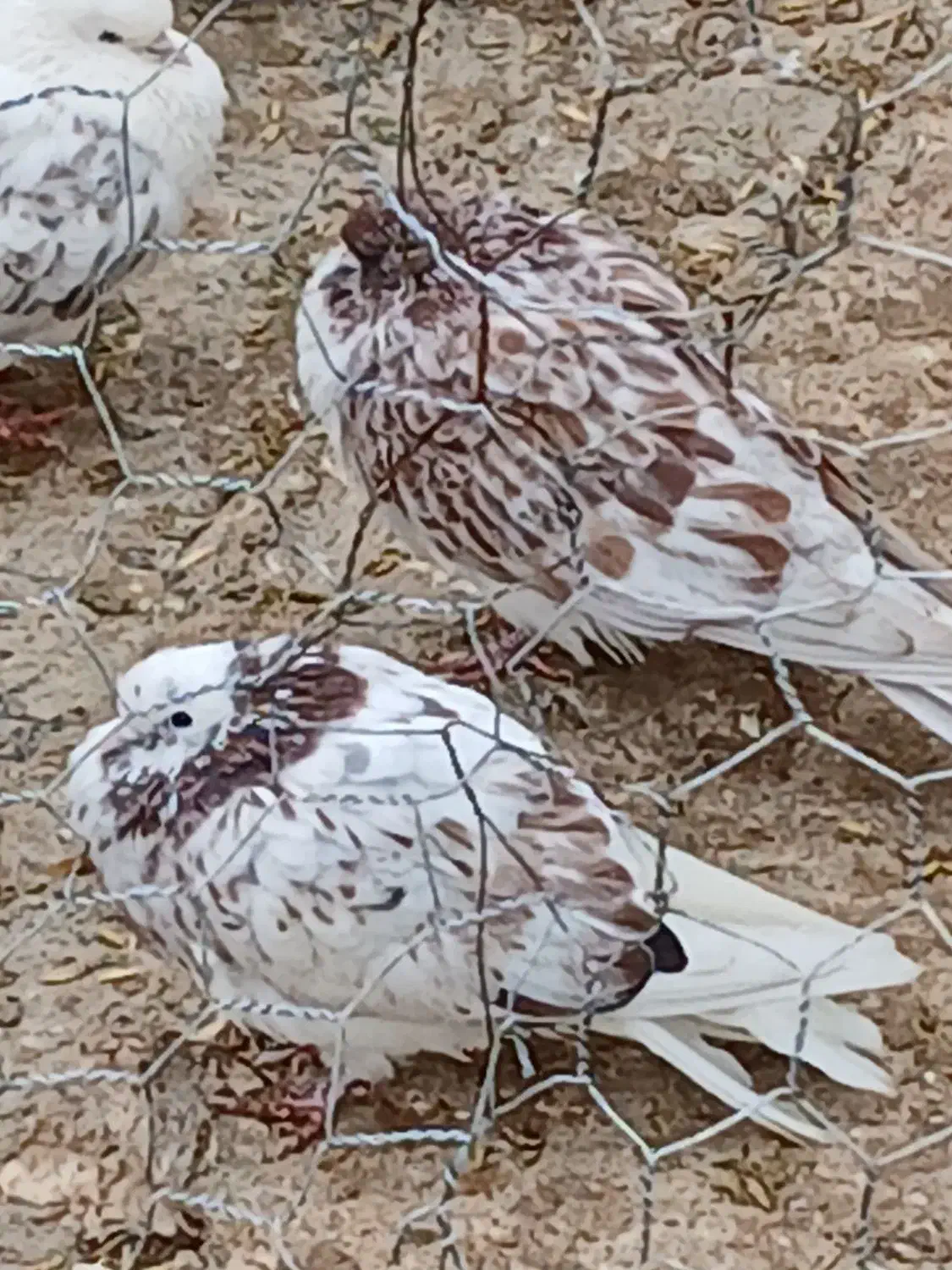 جوجه غریبگیری|پرنده|هشتگرد, ینگی امام|دیوار