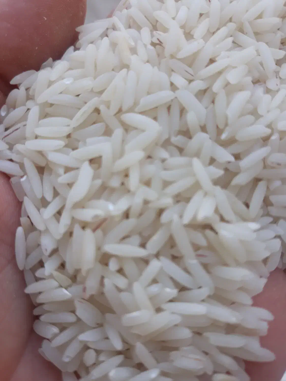 فروش برنج هاشمی اصل|خوردنی و آشامیدنی|پارس‌آباد, |دیوار