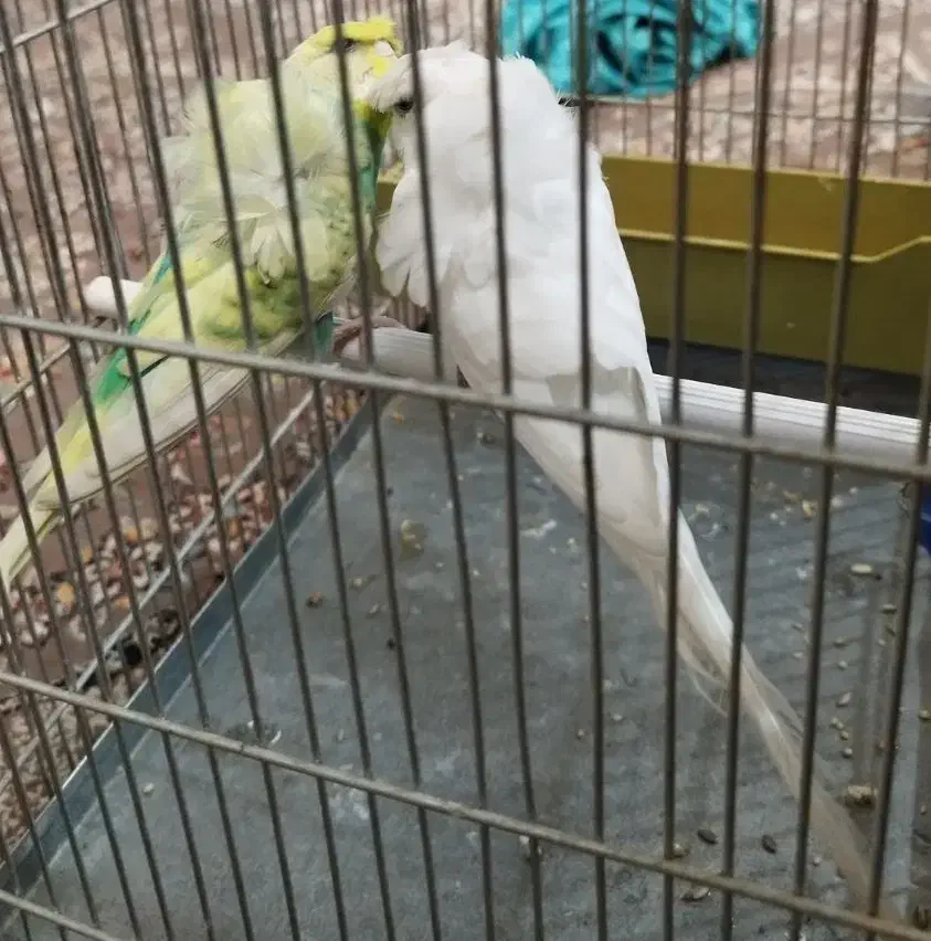 مرغ عشق پروانه ای رنگ خاص|پرنده|بروجرد, |دیوار