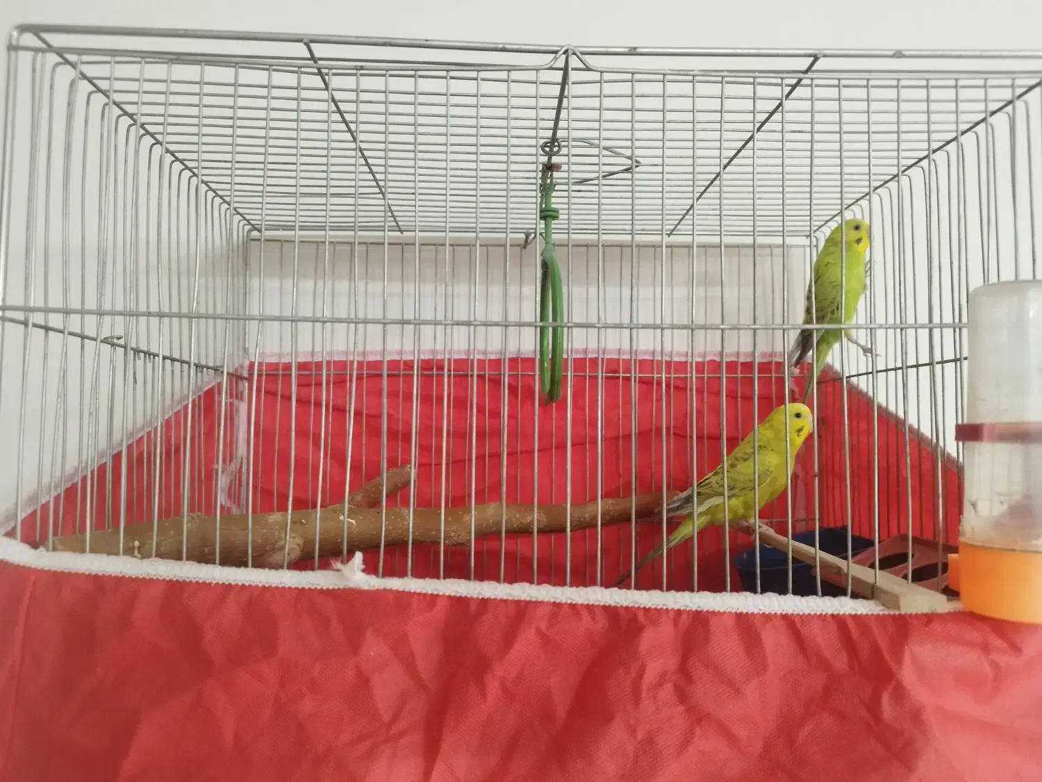 یک جفت مرغ عشق|پرنده|شاهینشهر, مسکن مهر|دیوار