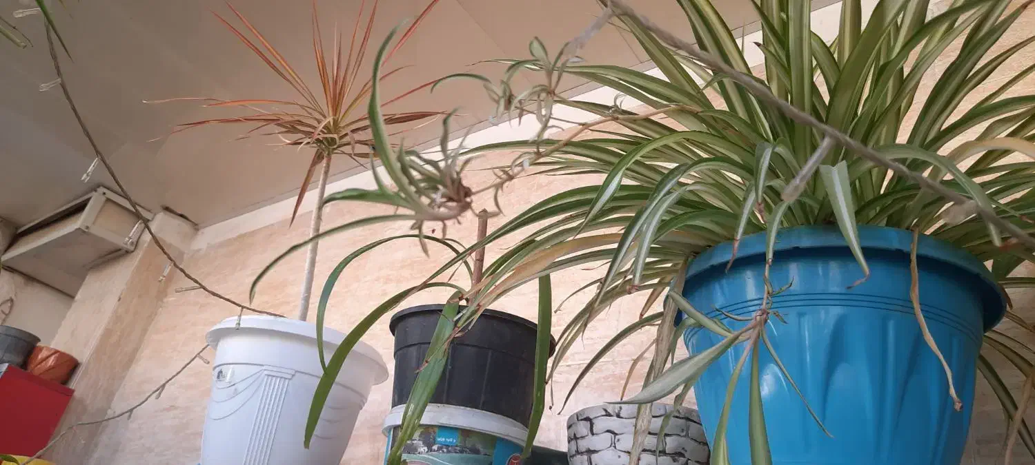 گل و گلدان|گل و گیاه طبیعی|صدرا-فارس, فاز ۱|دیوار