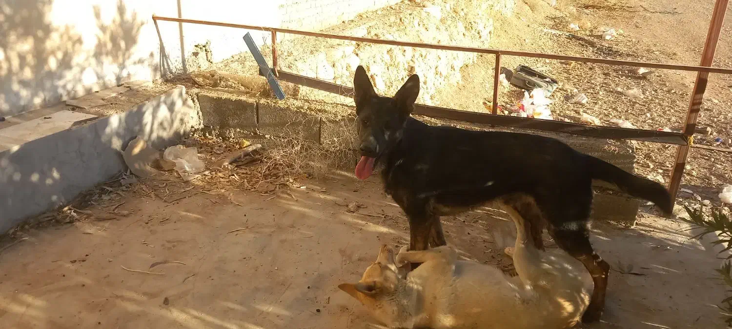 فروش سگ|سگ|ایذه, |دیوار