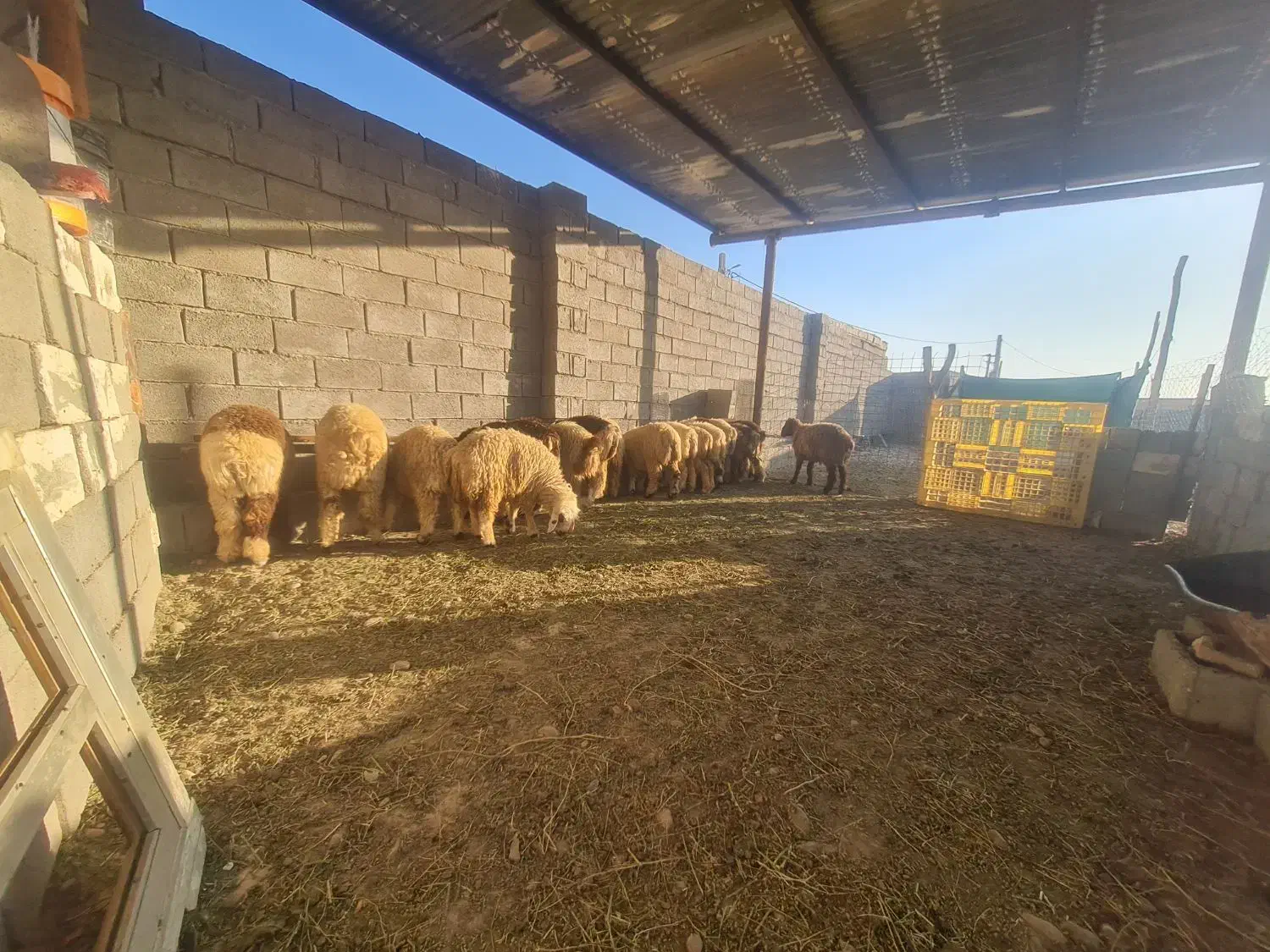 بره نر ماده|حیوانات مزرعه|بندر گناوه, |دیوار